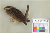 藏品(麻雀)的圖片